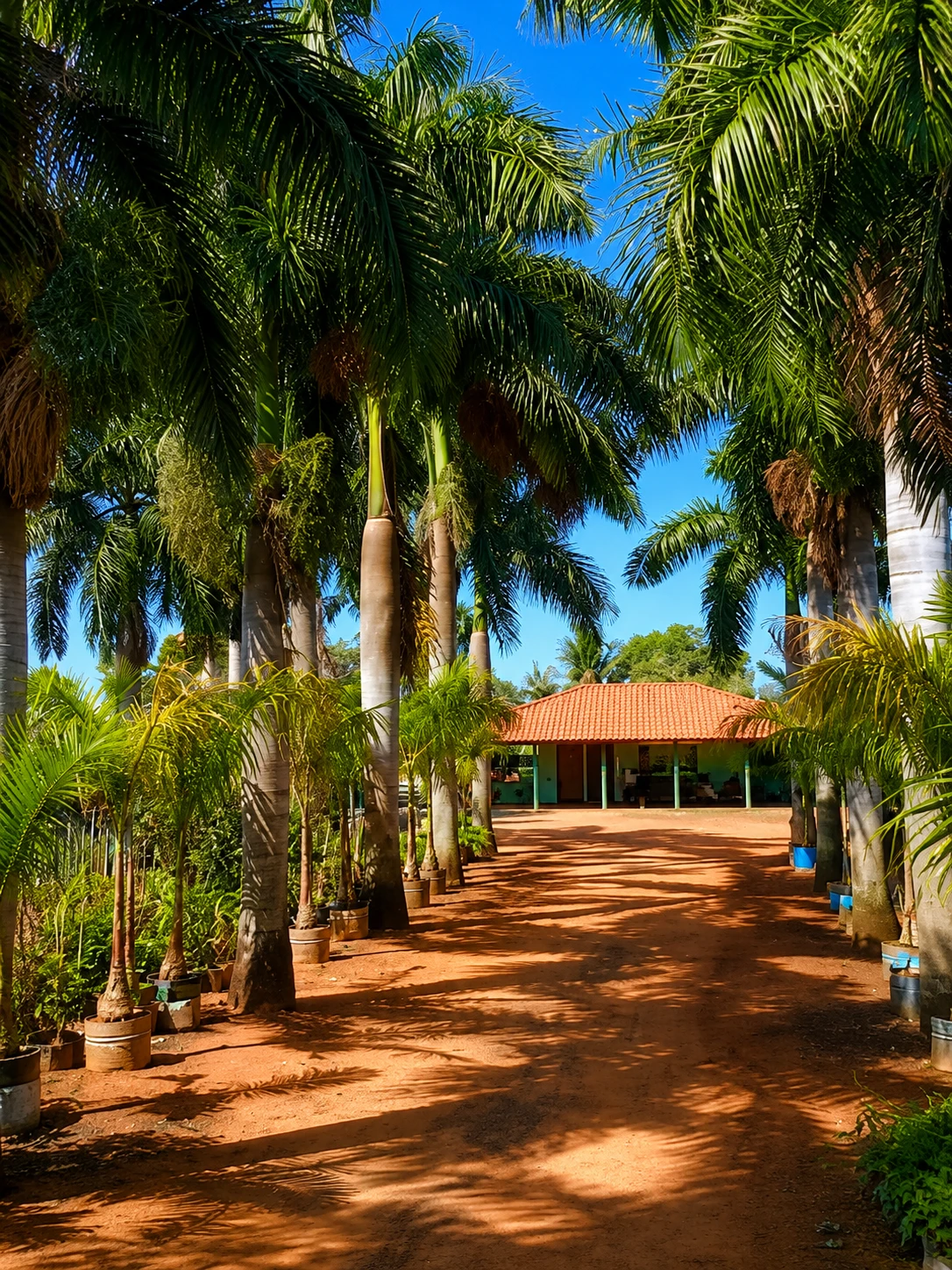Foto do Viveiro Mudas Santos