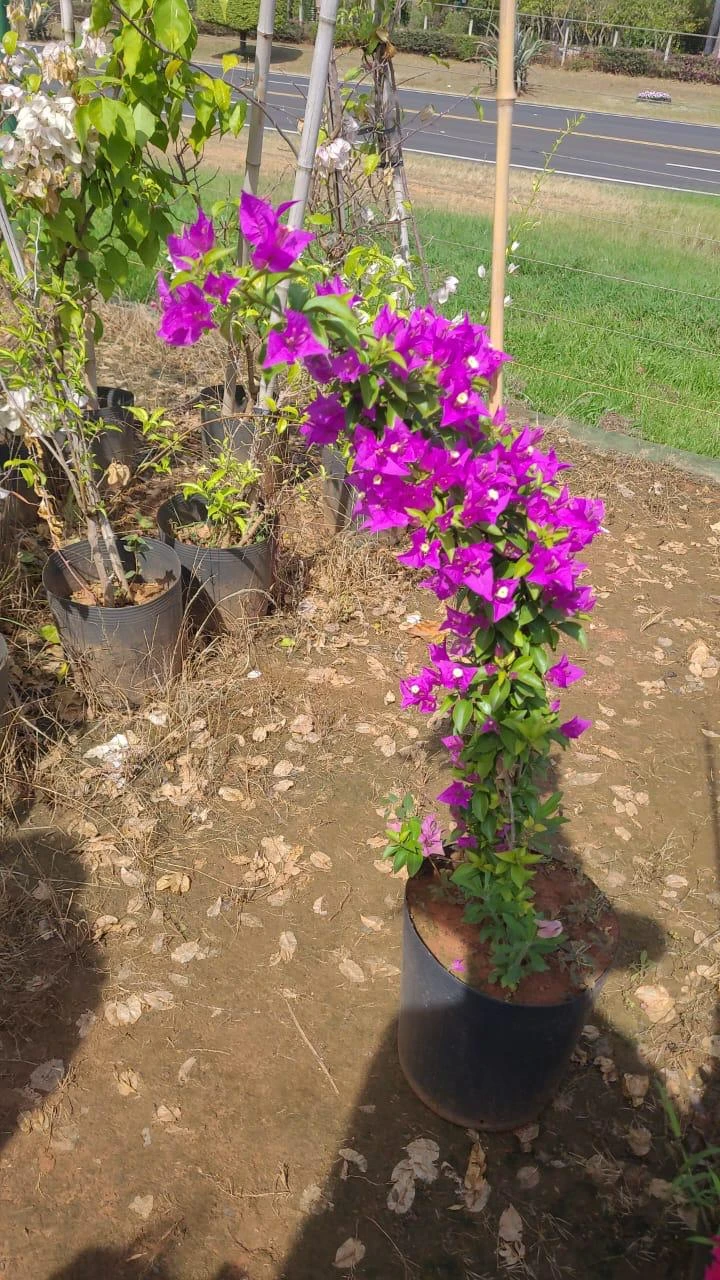 Foto do viveiro 3