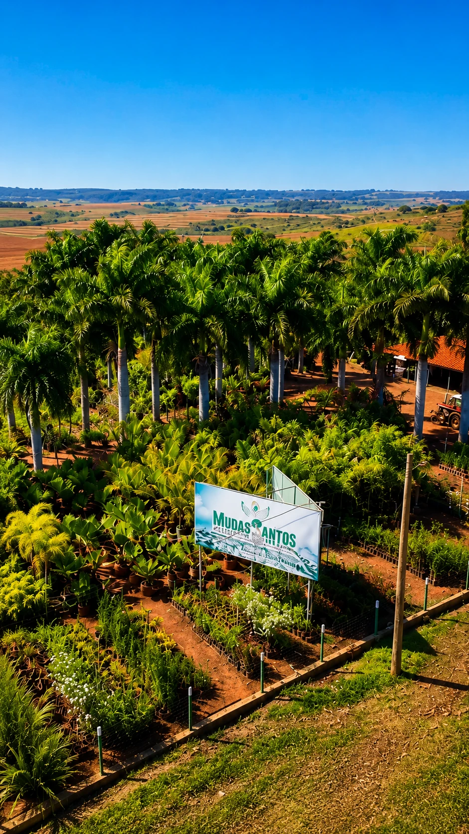 Mudas no viveiro